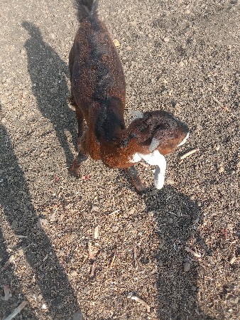 3.બોકડાવેસવાનાછે