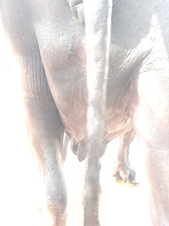 ભેંસ વેચવાની છે