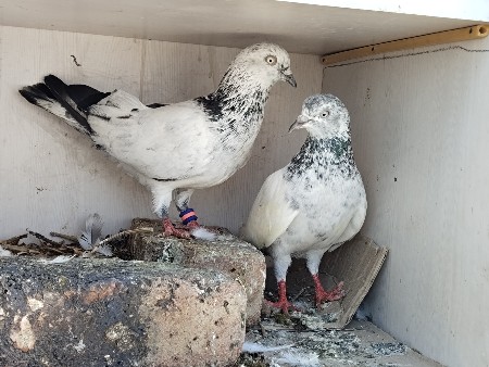 થંબનેલ 2