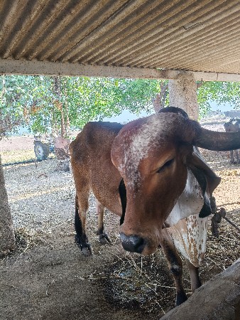 थंबनेल 3