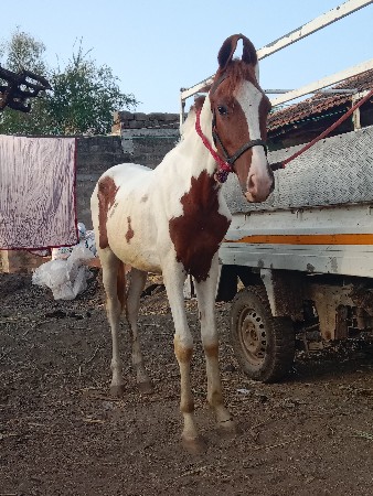 વશેરો વેસવાનો છે