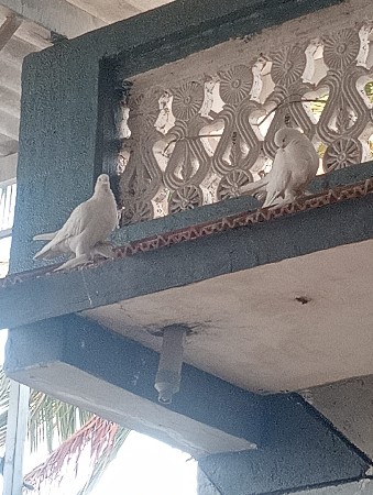 કબૂતર વેચવાના છે