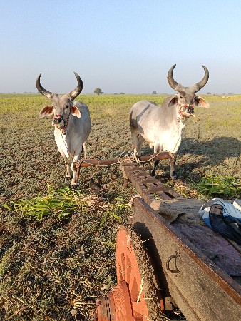 ઘોઢલા..વેશવાનાછે