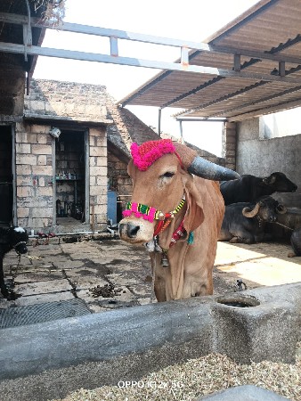 ગાય વેચવાની છે