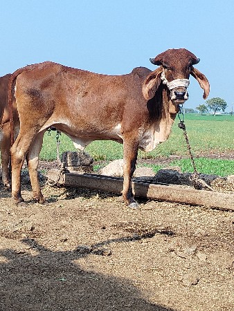 થંબનેલ 2