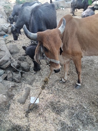 थंबनेल 2