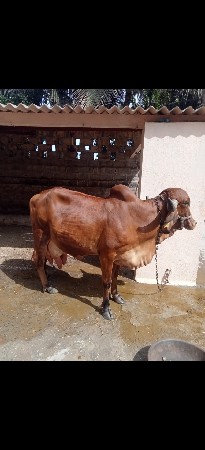 ગીર ગાય વેચવાની છે