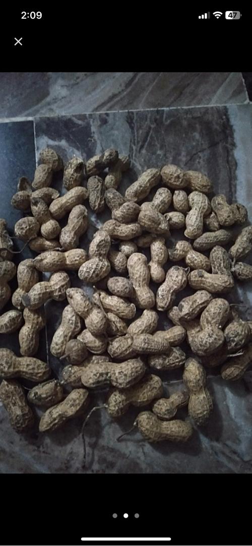 39 માંડવી વેચવા ની સે કોરી સે