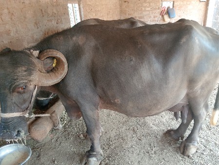 આ ભેશ વેશવાની છે