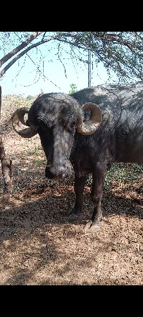 ટોપલી જાફરાબાદી  ખડાય છે