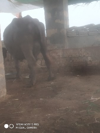 ભેસ વેચવાની છે વેલાએ પેલા