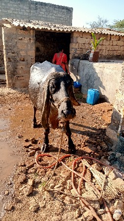 ભેસ વેચવાની છે