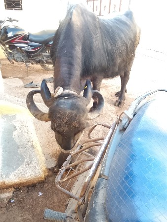 ભેંસ વેચવાની છે