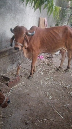 थंबनेल 2