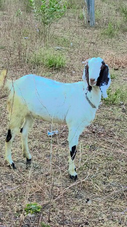 દોઢ વર્ષની પાટ છે અખંડ