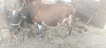 थंबनेल 3