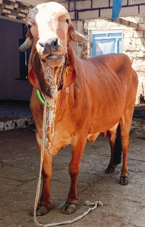 ગીર હોડકી વેચવાની સે