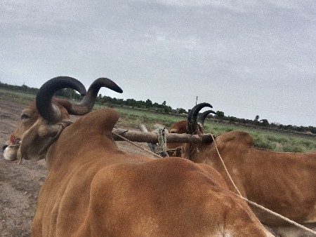 બળદ વેચવા ના છે