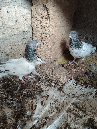 કબુતર  વેચવા ના છે