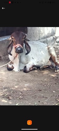 થંબનેલ 3