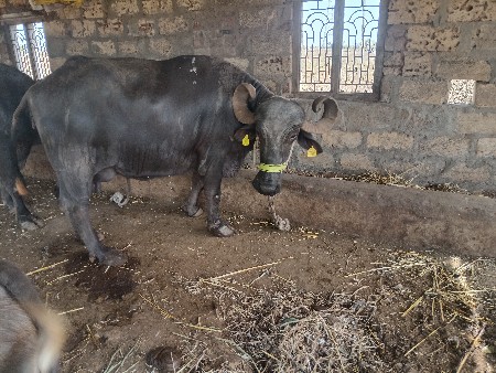 थंबनेल 2