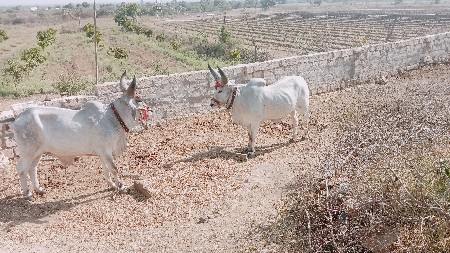 ગોઢલા વેચવાના છે
