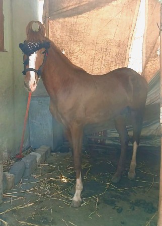 થંબનેલ 3