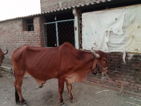 थंबनेल 2