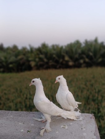 500 ભાવ ફીક્સ