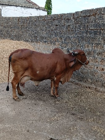 ગાયબીજુવેતતર