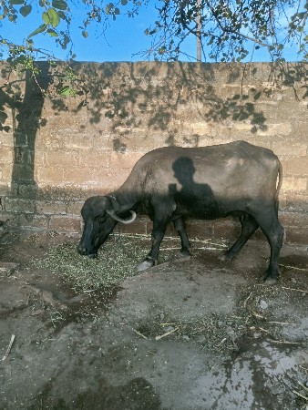 थंबनेल 2