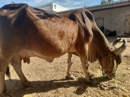 ગાયવેચવાનીછે4થુવેતર