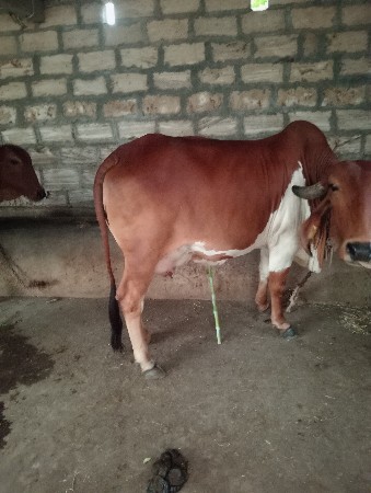 આ ગાય વેચવા ની છે.