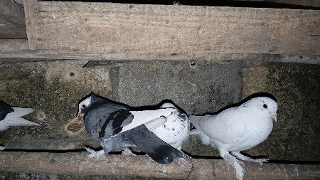 10 નંગ કબૂતર દેવાના સે