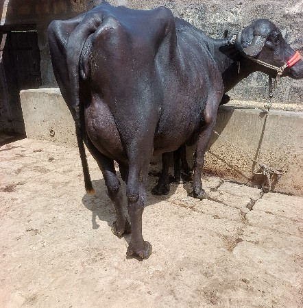 ખડૅલી વૅચવાની છૅ.