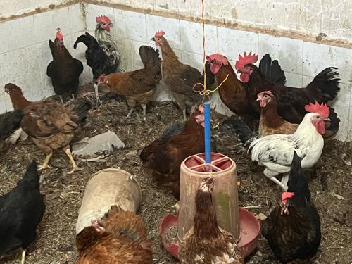 થંબનેલ 3