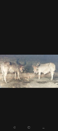 બળદ વેસવાના સે