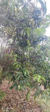 ઈજારો આપવાનો છે