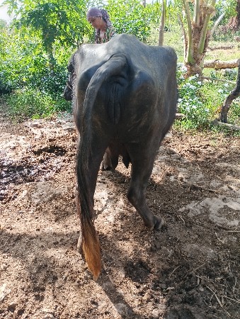 थंबनेल 2