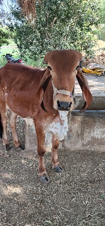 थंबनेल 3