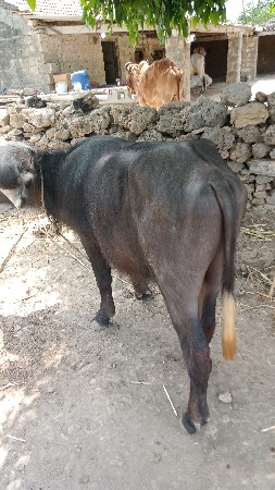 પાડો વેચવાનો છે