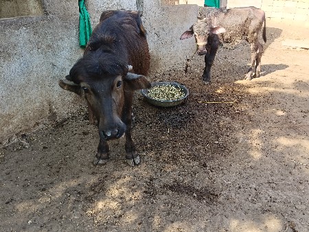 2.  PaD YO VSVA NI SA