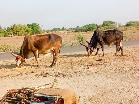 थंबनेल 4