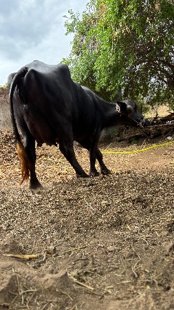 थंबनेल 3