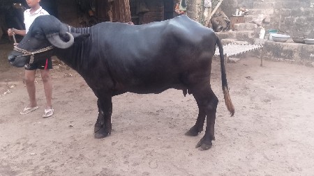 ભૅસ વૅચવાની છે