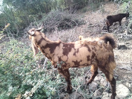 ચાર બોકડા વેચવાના છે