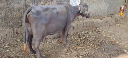 थंबनेल 2