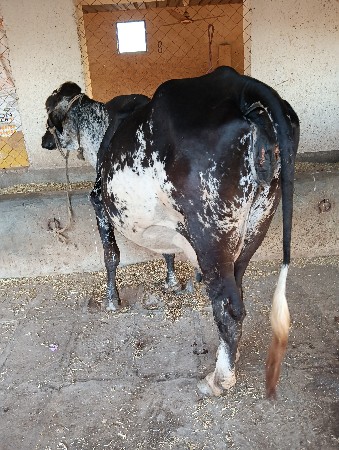 એ સ  બ   ગીર ક્રોસ વેચવાની છે ગીર