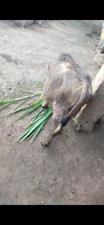 ભેંસ વેચવાની છે