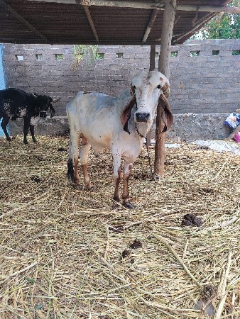 ગીર વાછડો વહેંચવાનો છે